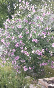 rose of sharon